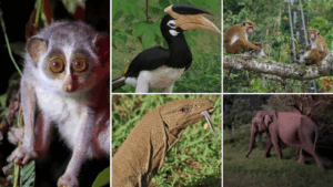 Grid image with photos of monkeys, an elephant, a bird and a lizard