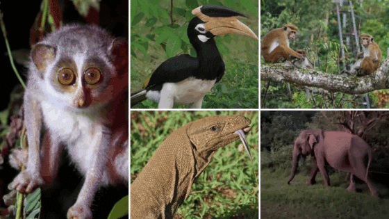 Grid image with photos of monkeys, an elephant, a bird and a lizard