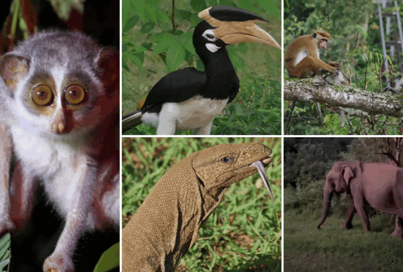 Grid image with photos of monkeys, an elephant, a bird and a lizard
