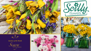 A composite image comprising three photographs and two logos of both scilly flowers and scary little girls business of the month. The photographs are of different bunches of flowers focusing on yellow narcissi and pink pinks.